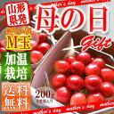 遅れてごめんね 母の日 ギフト 【送料無料】 さくらんぼ佐藤錦 200g (100g×2)山形県産 産地直送 化粧箱入 プレゼント 産地直送 手詰め 花以外ならこれ オリジナルダイヤパック バラ詰め(Mサイズ) あす楽