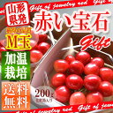 【送料無料】 さくらんぼ佐藤錦 200g (100