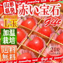 赤い宝石箱 ギフト さくらんぼ 佐藤錦 特秀 L玉
