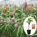 低位接ぎ複数枝　アップルマンゴー苗（アーウィン種）接木苗　マンゴー専用肥料セット