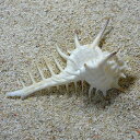 クロトゲホネガイの貝殻　［沖縄お土産］レイアウトにおススメな貝殻です