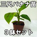 三尺バナナ苗　メリクロンポット苗　3鉢セット