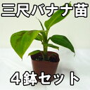 三尺バナナ苗　メリクロンポット苗　4鉢セット