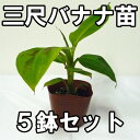 三尺バナナ苗　メリクロンポット苗　5鉢セット