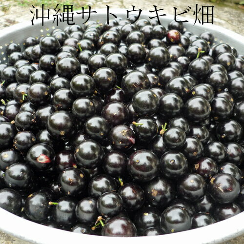 ひるブラ ジャボチカバはどんな味 静岡で販売 苗木や栽培方法に美容効果は 嵐の櫻井翔くんもジュルジュル Pixls ピクルス