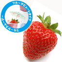 ★冷凍★TROPICAL　MARIA　フルーツピューレ　イチゴ（110g×10袋）