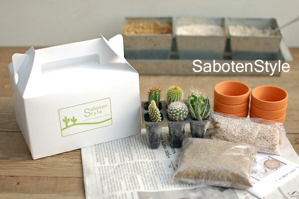 【サボテン・多肉植物 6種類/SABOTEN BOX（素焼き鉢6個入）】