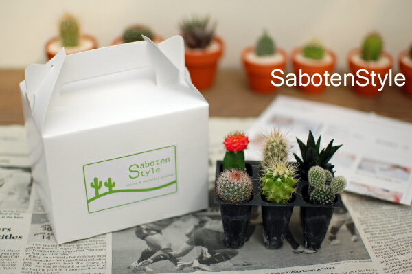 【サボテン・多肉植物 6種類/SABOTEN BOX】