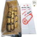 佐賀農産 泥付蓮根 高級 ギフト 贈り物 食べ物 九州佐賀 お取り寄せグルメ