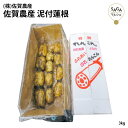 10%OFFクーポン 佐賀農産 泥付蓮根 3kg 煮物 ビタミンC レンコン れんこん 蓮根 根菜 国産 九州産 お歳暮対応可能 高級 ギフト 贈り物 食べ物 九州佐賀 お取り寄せグルメ