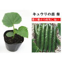キュウリの苗 奏 9cmポット苗 1ポット 夏の暑さや病気に強い品種です!(家庭菜園・胡瓜・きゅうりの 苗・ 夏野菜) キュウリの苗 奏 9cmポット苗 1ポット 夏の暑さや病気に強い品種です!(家庭菜園・胡瓜・きゅうりの 苗・ 夏野菜)