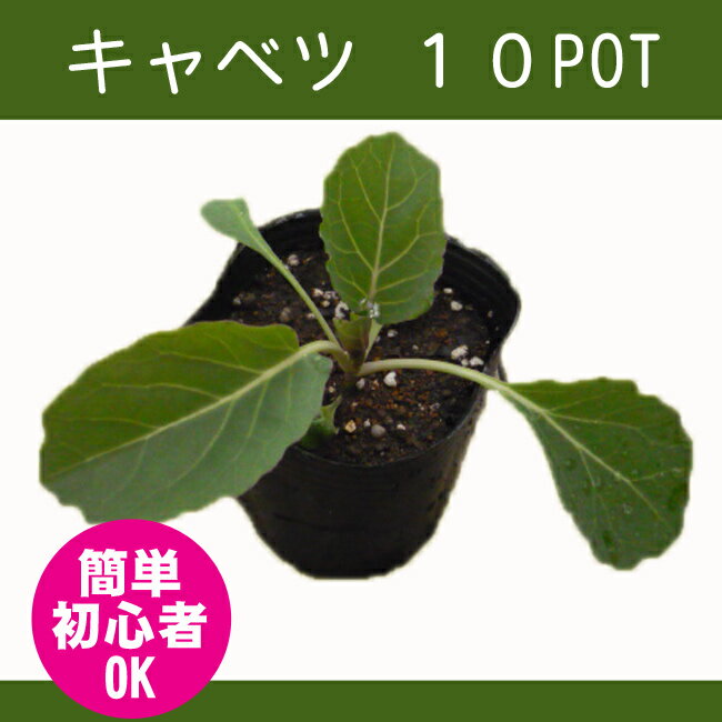 キャベツ 苗 販売 作りやすい　10 POT