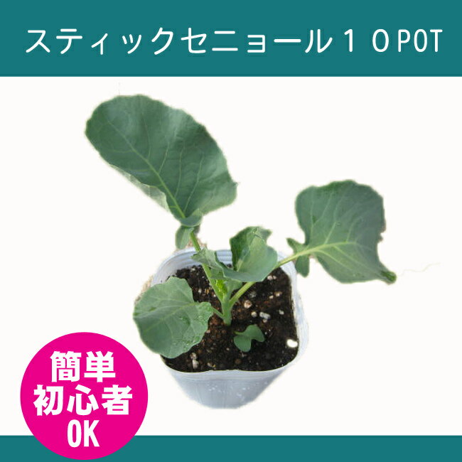 野菜苗 スティックセニョール 茎ブロッコリー 苗 10pot