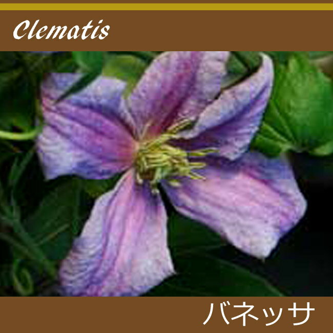 クレマチス【苗】 ビチセラバネッサ 紫系