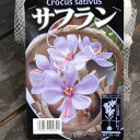 サフラン 球根 (5球入) ハーブの中でもとりわけ高価