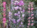 フラワーパウチ 10穴 園芸ガイドでも紹介された商品【02P21Feb15】【HLS_DU】