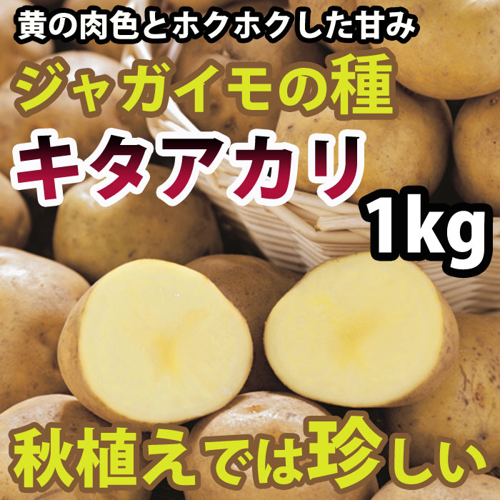 キタアカリ（北あかり） ジャガイモ 種芋 1kg【充填時】【9月より入荷次第お届け予定】【珍しい】