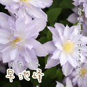 クレマチス 苗 パテンス 早池峰(はやちね) 青・紫系