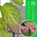 甘茶 苗 斑入り ヤマアジサイ 茶花にも 斑入り大甘茶