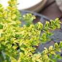 【常緑低木】プリペット レモンライム 9cmPOT ×3
