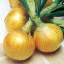 【予約苗】玉ねぎ タマネギ苗 早生種 エスエス苗 2レーン約80本