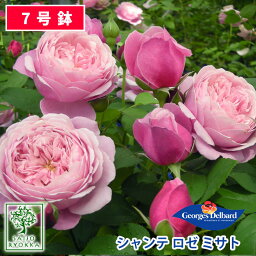 【クーポンあり】バラ苗 デルバール シャンテ ロゼ ミサト 大苗 7号鉢 ピンク系 SCL 薔薇苗 ばら苗 バラ 苗 鉢植え【送料無料 北海道沖縄発送不可】 【期日指定不可】【バラ3鉢で1000円引き】【母の日対応不可】