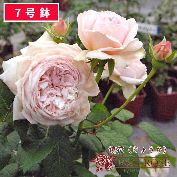 【バラ苗残りわずか】バラ 苗 薔薇苗 京阪ローズ F＆Gローズ 鏡花（きょうか） 大苗 7号鉢 ピンク系　HT　NEW!【バラ苗 薔薇苗 ばら 鉢植え】【クレマチス苗と同梱可能】