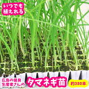 玉ねぎ タマネギ苗 晩生 もみじ セルトレー苗 約380本内外 予約!たまねぎ苗 広島の優良生産者さんの苗 発送は10月下旬から11月予定