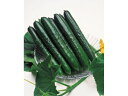 野菜苗 キュウリ 夏すずみ ナツスズミ 接木苗 1POT【RCP】 【SS02P03mar13】