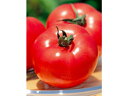 野菜苗 トマト 麗夏 接木苗 1POT 販売 【RCP】 【SS02P03mar13】