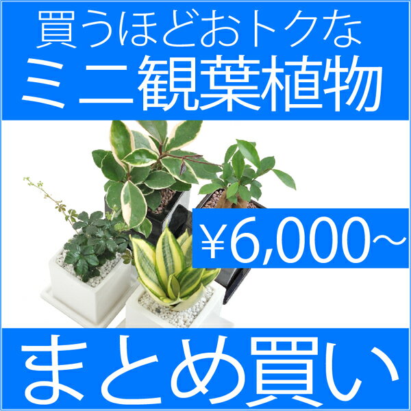 『お得なまとめ買い・2点で6,000円・ミニ観葉植物お試しセット』【割引中】送料無料・【モダン】【インテリア】05P24Jun11【陶器】【室内用】【お中元】