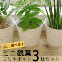 ミニ 観葉植物 選べる!かわいいブリキポット3つのセット ガジュマル・パキラ・エバーフレッシュ(ネムノキ) ・サンスベリア・シュガーバイン・テーブルヤシ インテリア アジアン 誕生日 引越し祝い 新築祝い お祝い おためし 鉢カバー 敬老の日