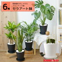観葉植物 送料無料 選べる6号鉢 セラアート鉢 ヒメモンステラ サンスベリア ウンベラータ ベンジャミン アンスリウム 大型 インテリア 開店祝い お祝い 新築祝い アジアン ブラックラウンドポット ブラック ホワイト セラート鉢