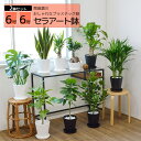 観葉植物 2鉢セット 6号+6号 セラアート鉢 ヒメモンステラ サンスベリア 幸福の木 ウンベラータ ガジュマル マルギナータ おしゃれ インテリア ブラック ホワイト セラート鉢