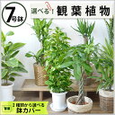 パキラ・ポトス・幸福の木・サンスベリア、人気の観葉植物選べる7種類! 7号鉢【即日発送可・急なギフトに】大型 お祝い 開店祝い