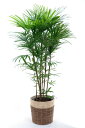 11%OFF シュロチク（棕櫚竹）10号【観葉植物】【スタイリッシュ】プレゼント・お祝い・法人ギフトに。鉢カバー付き、送料無料・税込 【大型】【モダン】【アジアン】【トロピカル】【植木】【インテリア】05P24Jun11