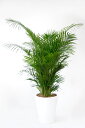アレカヤシ10号 陶器(ファイバークレイ)鉢カバー付 大型 観葉植物 インテリア アジアン おしゃれ 引越し祝い 開店祝い 新築祝い お祝い 鉢植え ヤシの木