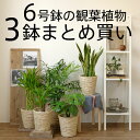 お得なまとめ買い・モンステラ/サンスベリアなど人気の6号鉢植物 3点で10,000円送料無料に！送料無料・3点で10,000円　人気の観葉植物 モンステラ/ユッカ/サンスベリア/ミリオンバンブー/テーブルヤシ 引越し祝い/開店祝い/新築祝い/お祝い/おしゃれ