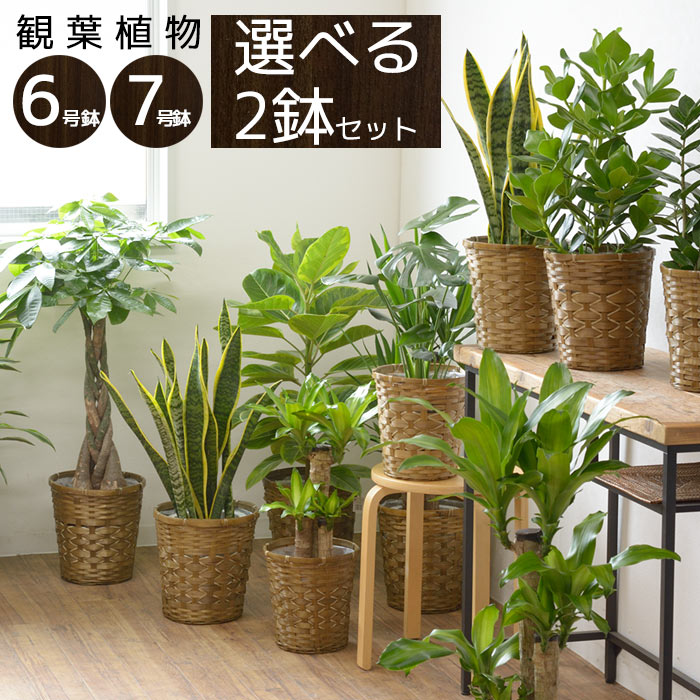 選べる2サイズ、まとめ買い！8号+6号鉢 観葉植物 鉢カバーと肥料付 2点で10,000円 モンステラ/パキラなど人気の植物送料無料に！8号+6号鉢まとめ買い！送料無料・2点で10,000円　人気の観葉植物 モンステラ/ユッカ/ポトス/サンスベリア/ミリオンバンブー/テーブルヤシ 引越し祝い/開店祝い/新築祝い/お祝い/