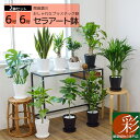 観葉植物 2鉢セット 6号+6号 セラアート鉢 ヒメモンステラ サンスベリア 幸福の木 ウンベラータ ガジュマル おしゃれ インテリア ブラック ホワイト セラート鉢 母の日