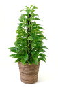 観葉植物の定番、ポトス(オウゴンカズラ)ヘゴ仕立て7号鉢【インテリア】【楽ギフ_包装】【02P02Aug14】【内祝い】