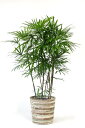 和風にもエスニック調にもピッタリな シュロチク（棕櫚竹）10号鉢（大鉢）・約170cm お祝い・法人ギフトに！05P24Jun11シュロチク
