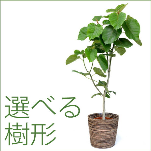 大きなサイズのフィカス・ウンベラータ 10号鉢（大鉢）【大型】【リビング】観葉植物 /モダン/トロピカル/インテリア/スタイリッシュ/アジアン/おしゃれ【引越し祝い/開店祝い/新築祝い/お祝い/楽天/通販】父の日