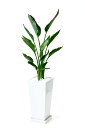観葉植物 ストレリチア レギネ スクエア白陶器 送料無料 開店祝い お祝い 大型 インテリア アジアン 観葉植物 父の日