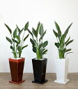 ストレリチア・レギネ 選べる3色スクエア 陶器 観葉植物 インテリア アジアン おしゃれ 引越し祝い 開店祝い 新築祝い お祝い 大型 敬老の日