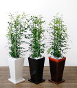 観葉植物 ゲッキツ(シルクジャスミン) 選べる3色 スクエア陶器 インテリア アジアン おしゃれ 引越し祝い 開店祝い 新築祝い お祝い 観葉植物 大型