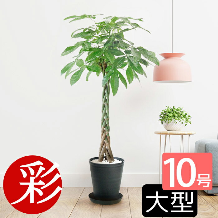 観葉植物 選べるセラアート鉢 <strong>10号</strong>鉢 大型 <strong>パキラ</strong> アレカヤシ ゲッキツ ドラセナ・ワーネッキー・レモンライム ベンガルボダイジュ フィカス・アルテシーマ・バリエガタ ブラック ホワイト セラート鉢 室内 プレゼント 花 母の日