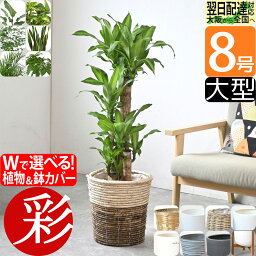 観葉植物 8種類の樹種から選べる 縁起のいい木 8号 <strong>鉢カバー</strong>付きセット 幸福の木 ユッカ オーガスタ ポトス ゲッキツ サンスベリア アレカヤシ パキラ ガジュマル インテリア <strong>おしゃれ</strong> 大型 オフィス ギフト プレゼント 花 母の日