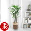 観葉植物 シュロチク 棕櫚竹 8号 鉢カバー付 大型 和風 インテリア 新築祝い お祝い 植物