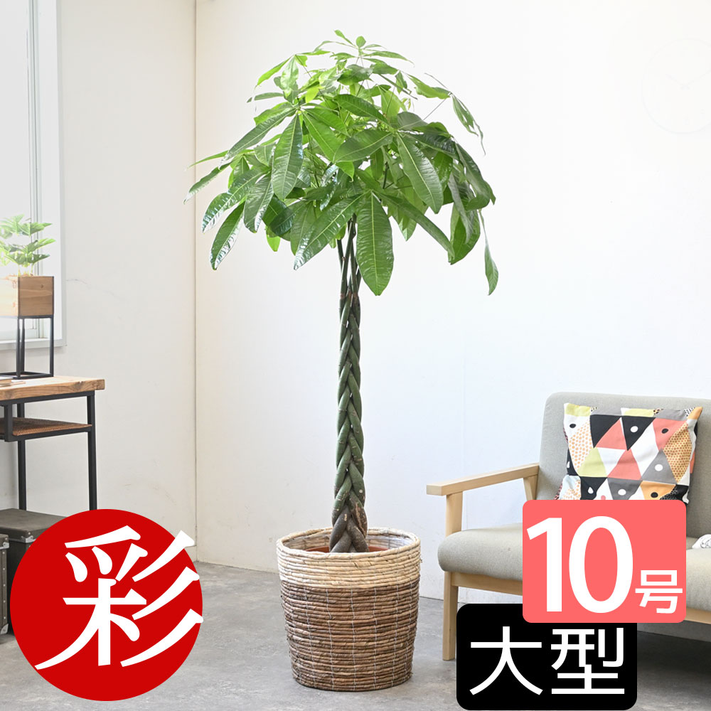 観葉植物 <strong>パキラ</strong> <strong>10号</strong>鉢 選べる鉢カバー付き 送料無料 大型 インテリア 引越し祝い 新築祝い <strong>開店祝い</strong> 移転祝い アジアン おしゃれ 室内 オフィス ギフト プレゼント 花 母の日